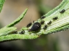 Uroleucon jaceae