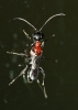 Ampulex ruficollis Cameron 1888