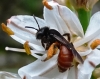 Andrena (Lepidandrena) sardoa Lepeletier, 1841