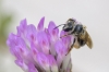 Andrena sp.