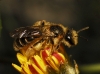 Andrena sp. 2/2