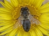 Apis mellifera Linnaeus 1758