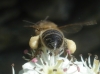 Apis mellifera Linnaeus 1758