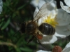 Apis mellifera Linnaeus 1758