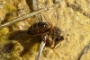 Apis mellifera Linnaeus 1758