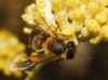 Apis mellifera Linnaeus 1758