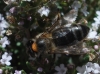 Apis mellifera Linnaeus 1758