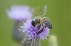 Apis mellifera Linnaeus, 1758