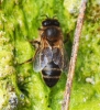 Apis mellifera Linnaeus 1758