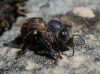 Apis mellifera Linnaeus 1758