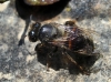 Apis mellifera Linnaeus 1758