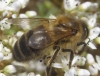 Apis mellifera Linnaeus 1758