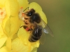 Apis mellifera Linnaeus 1758