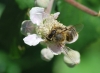 Apis mellifera Linnaeus 1758