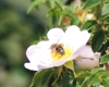 Apis mellifera Linnaeus 1758