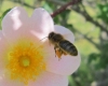 Apis mellifera Linnaeus 1758