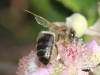 Apis mellifera Linnaeus 1758