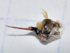 Apis mellifera Linnaeus 1758 [aguijn]