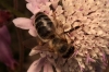 Apis mellifera Linnaeus 1758