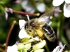 Apis mellifera Linnaeus 1758