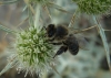 Apis mellifera Linnaeus 1758