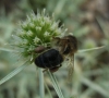 Apis mellifera Linnaeus 1758