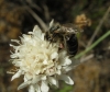 Apis mellifera Linnaeus 1758