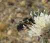 Apis mellifera Linnaeus 1758