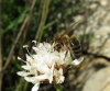 Apis mellifera Linnaeus 1758