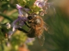 Apis mellifera Linnaeus 1758