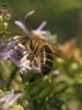 Apis mellifera Linnaeus 1758