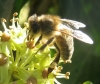 Apis mellifera Linnaeus 1758