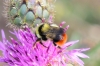 Bombus lapidarius decipiens Prez 1890