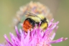 Bombus lapidarius decipiens Prez 1890