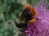 Bombus lapidarius decipiens Prez 1890