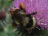 Bombus lapidarius decipiens Prez 1890