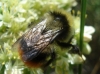 Bombus lapidarius decipiens Prez 1890