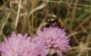 Bombus lapidarius decipiens Prez 1890