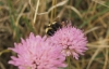 Bombus lapidarius decipiens Prez 1890