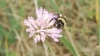 Bombus lapidarius decipiens Prez 1890