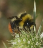 Bombus lapidarius decipiens Prez 1890