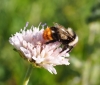 Bombus lapidarius decipiens Prez 1890