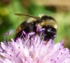 Bombus lapidarius decipiens Prez 1890