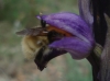 Bombus pascuorum (Scopoli 1763)
