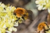 Bombus pascuorum (Scopoli 1763)