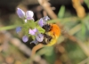 Bombus pascuorum (Scopoli 1763)