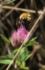 Bombus pascuorum (Scopoli 1763) [?]