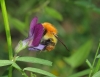 Bombus pascuorum (Scopoli 1763)