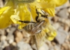 Bombus pascuorum (Scopoli 1763)