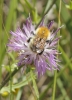 Bombus pascuorum (Scopoli 1763)